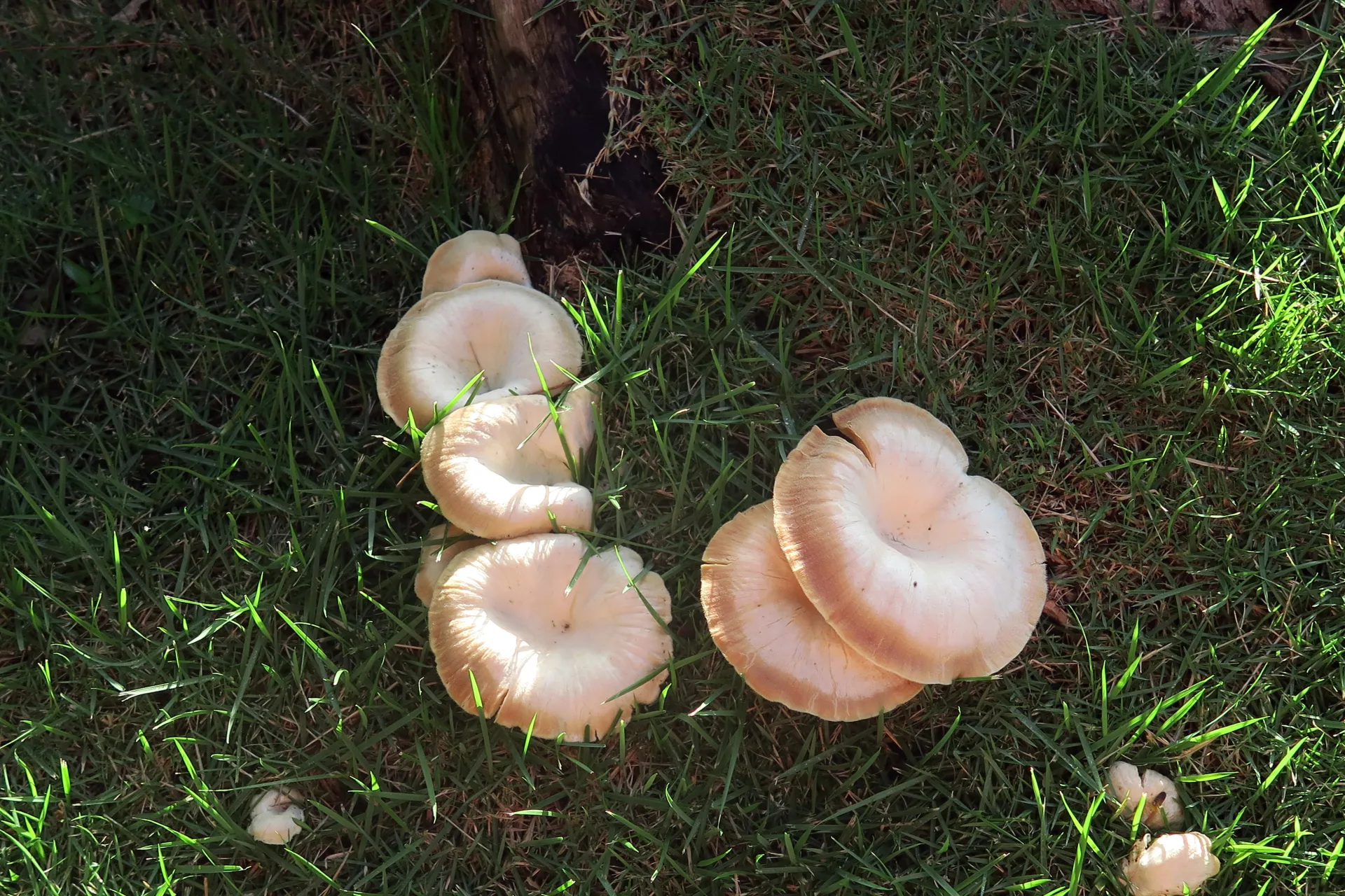 Lentinus scleropus - 1